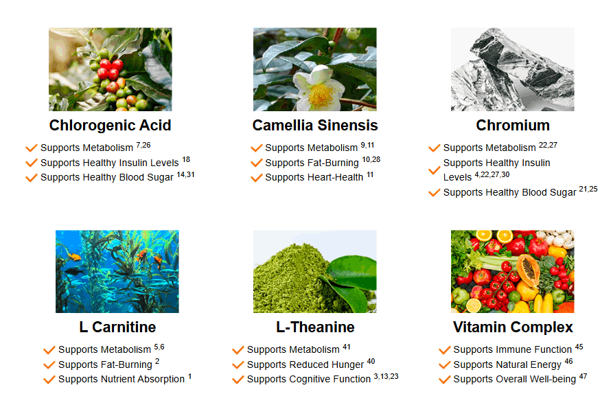 JavaBurn ingredients overview infographic showing natural components used for metabolic and energy support